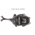 Trypoxylus dichotomus. China, Guizhou, Qiandongnan, Mt.Leigongshan. 1M. Cole-Dyna-22465.