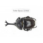 Trypoxylus dichotomus. China, Guizhou, Qiandongnan, Mt.Leigongshan. 1M. Cole-Dyna-22466.