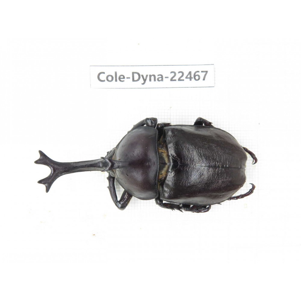 Trypoxylus dichotomus. China, Guizhou, Qiandongnan, Mt.Leigongshan. 1M. Cole-Dyna-22467.