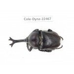 Trypoxylus dichotomus. China, Guizhou, Qiandongnan, Mt.Leigongshan. 1M. Cole-Dyna-22467.