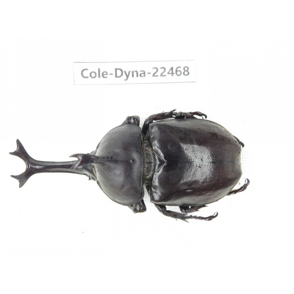 Trypoxylus dichotomus. China, Guizhou, Qiandongnan, Mt.Leigongshan. 1M. Cole-Dyna-22468.