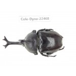 Trypoxylus dichotomus. China, Guizhou, Qiandongnan, Mt.Leigongshan. 1M. Cole-Dyna-22468.