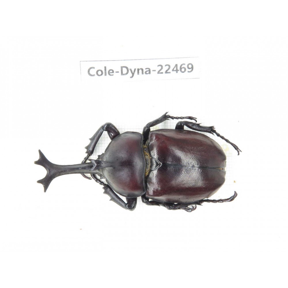 Trypoxylus dichotomus. China, Guizhou, Qiandongnan, Mt.Leigongshan. 1M. Cole-Dyna-22469.