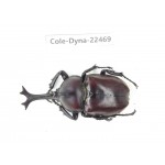 Trypoxylus dichotomus. China, Guizhou, Qiandongnan, Mt.Leigongshan. 1M. Cole-Dyna-22469.
