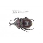 Trypoxylus dichotomus. China, Guizhou, Qiandongnan, Mt.Leigongshan. 1M. Cole-Dyna-22470.