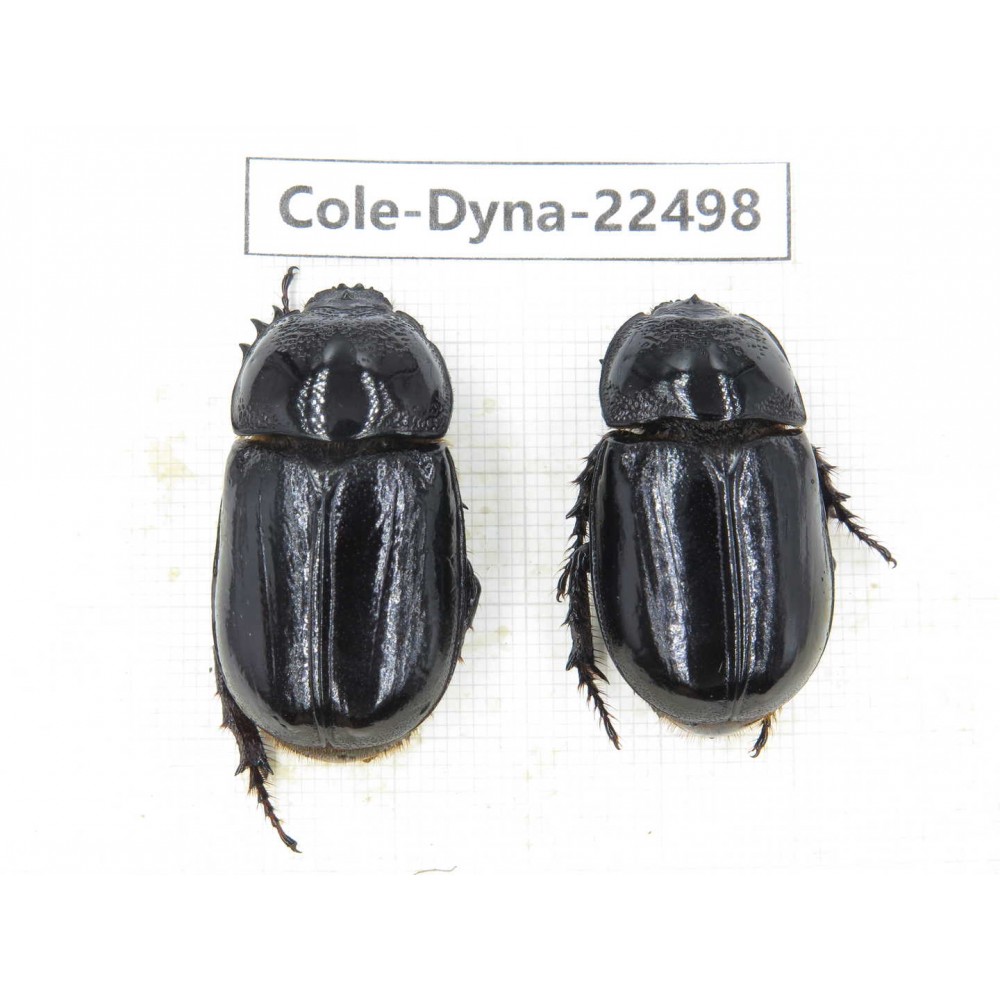 Dynastidae sp. China, Guizhou, Qiandongnan, Congjiang county. 2F. Cole-Dyna-22498.