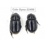 Dynastidae sp. China, Guizhou, Qiandongnan, Congjiang county. 2F. Cole-Dyna-22498.