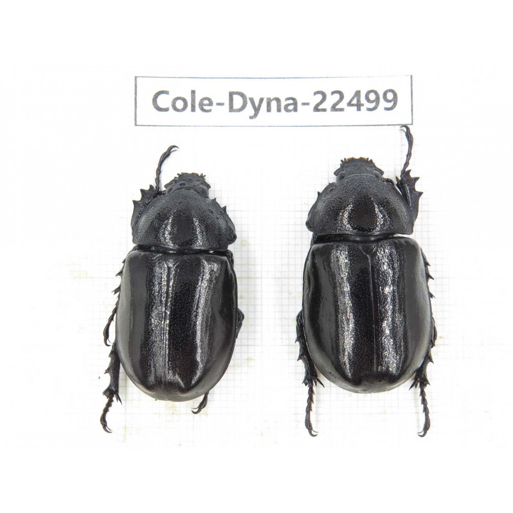 Dynastidae sp. China, Guizhou, Qiandongnan, Congjiang county. 2F. Cole-Dyna-22499.