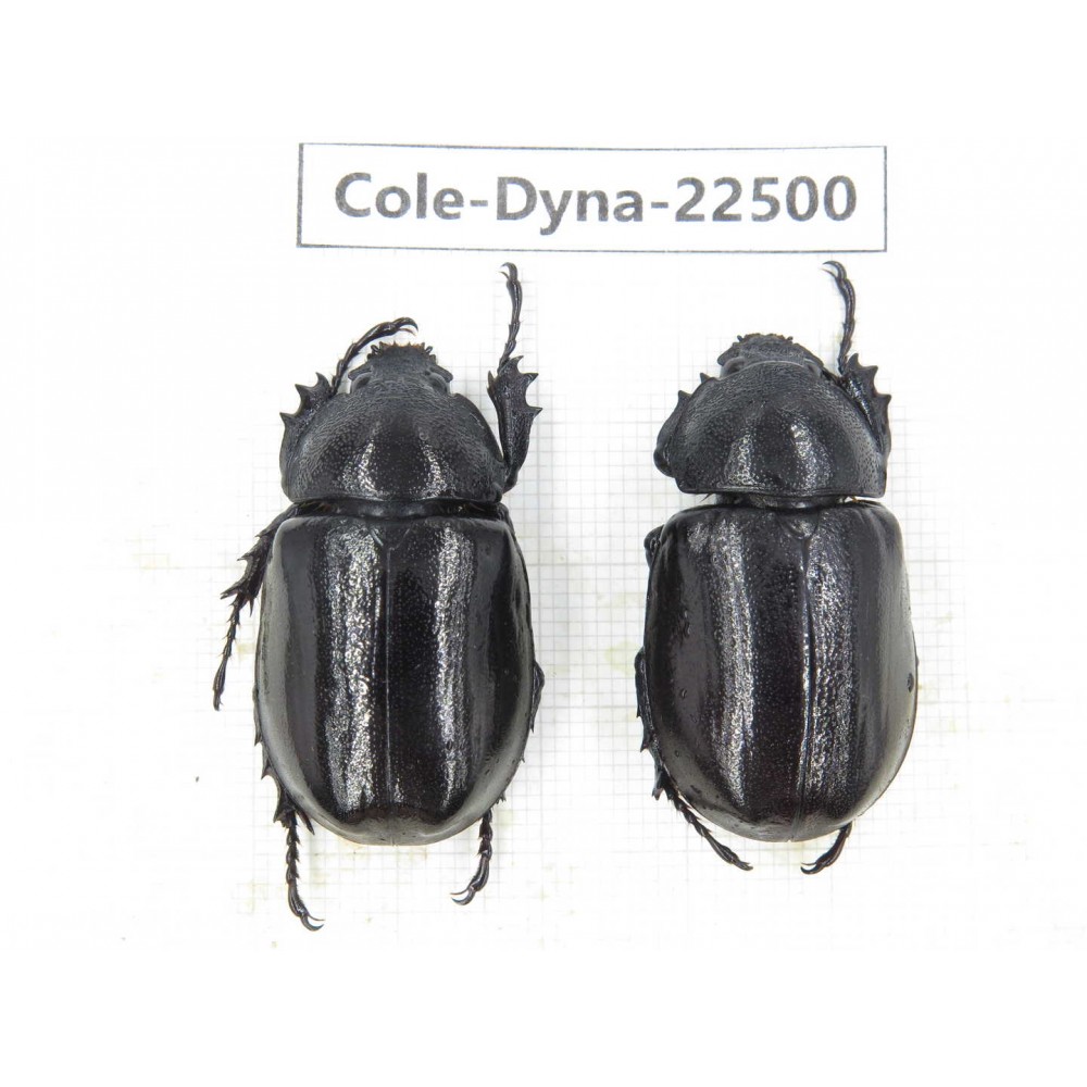 Dynastidae sp. China, Guizhou, Qiandongnan, Congjiang county. 2F. Cole-Dyna-22500.