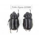 Dynastidae sp. China, Guizhou, Qiandongnan, Congjiang county. 2F. Cole-Dyna-22500.