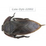 Dytiscidae sp. China, Yunnan, Honghe, Pingbian county. 1Pcs. Cole-Dyti-22002.