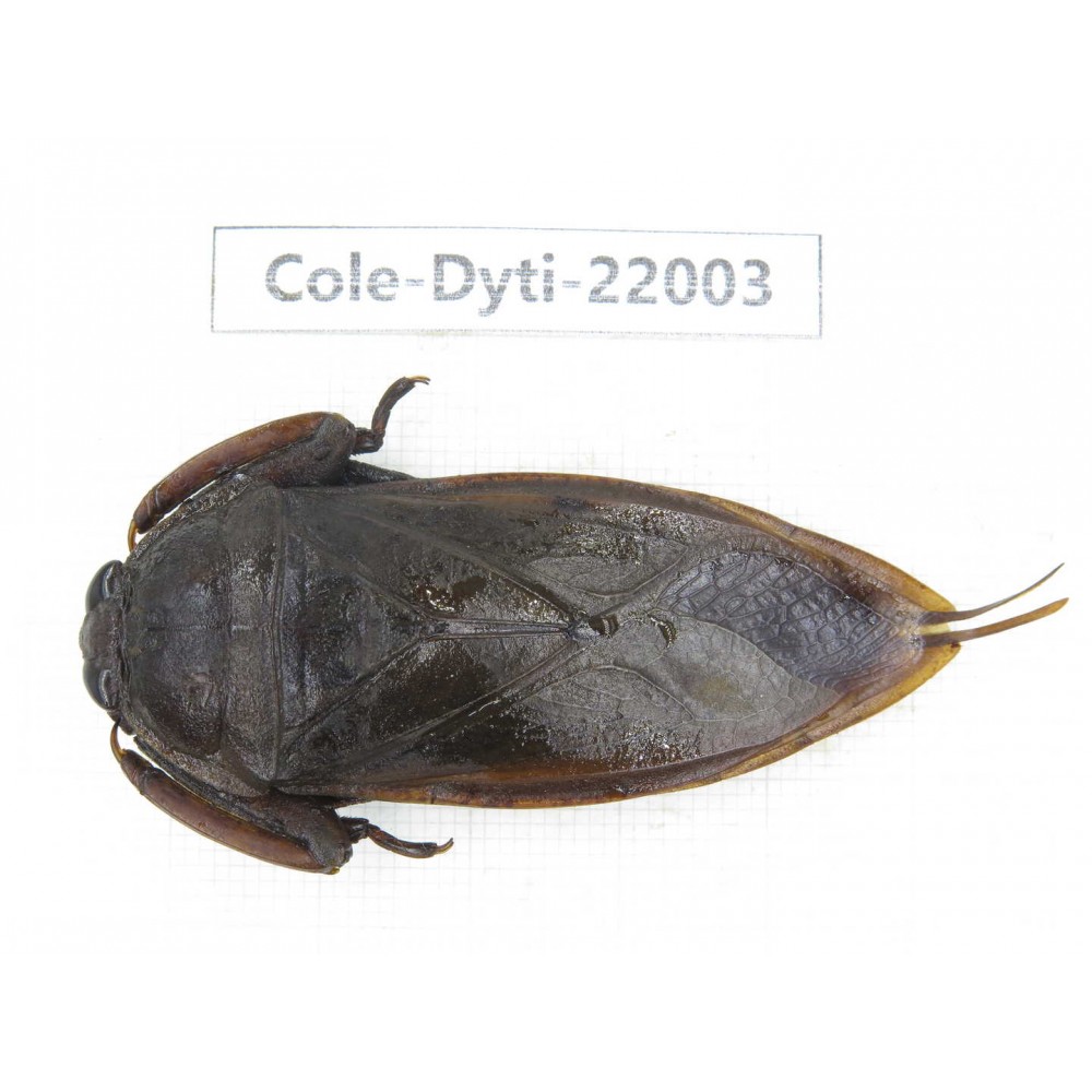 Dytiscidae sp. China, Yunnan, Honghe, Pingbian county. 1Pcs. Cole-Dyti-22003.