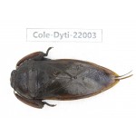 Dytiscidae sp. China, Yunnan, Honghe, Pingbian county. 1Pcs. Cole-Dyti-22003.