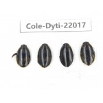 Dytiscidae sp. China, Yunnan, Honghe, Pingbian county. 4Pcs. Cole-Dyti-22017.