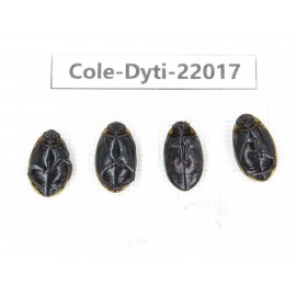 Dytiscidae sp. China, Yunnan, Honghe, Pingbian county. 4Pcs. Cole-Dyti-22017.