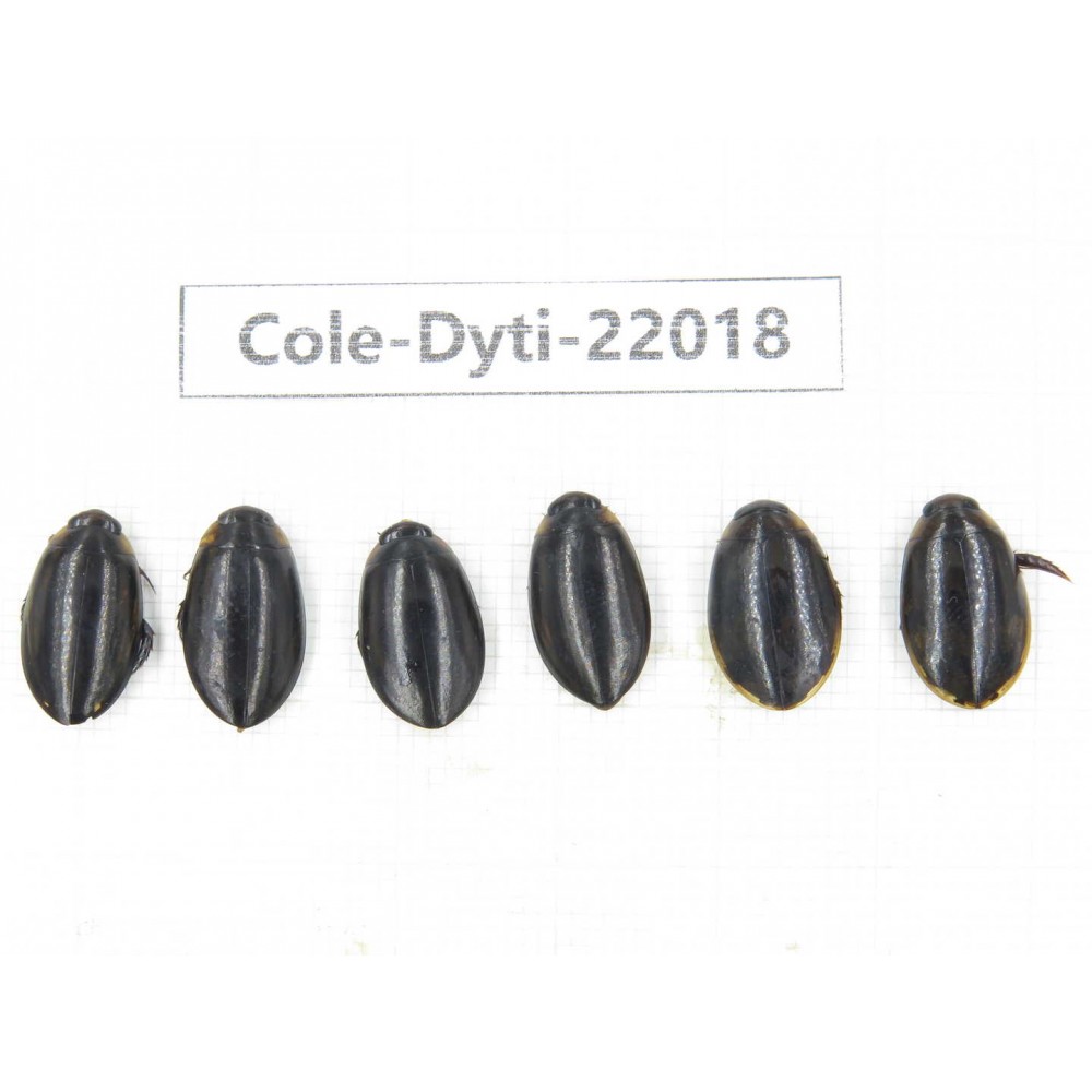 Dytiscidae sp. China, Yunnan, Honghe, Pingbian county. 6Pcs. Cole-Dyti-22018.