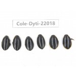 Dytiscidae sp. China, Yunnan, Honghe, Pingbian county. 6Pcs. Cole-Dyti-22018.