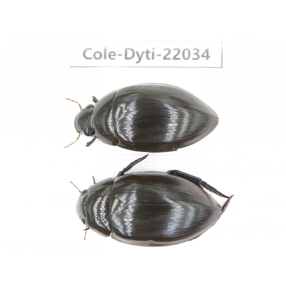 Dytiscidae sp. China, Guizhou, Bijie, Jinsha county. 2Pcs. Cole-Dyti-22034.