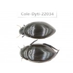 Dytiscidae sp. China, Guizhou, Bijie, Jinsha county. 2Pcs. Cole-Dyti-22034.