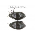 Dytiscidae sp. China, Guizhou, Bijie, Jinsha county. 2Pcs. Cole-Dyti-22036.