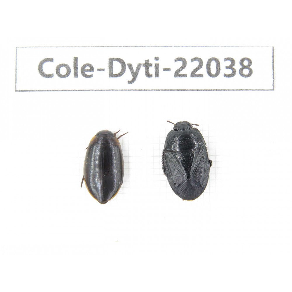 Dytiscidae sp. China, Guizhou, Bijie, Jinsha county. 2Pcs. Cole-Dyti-22038.