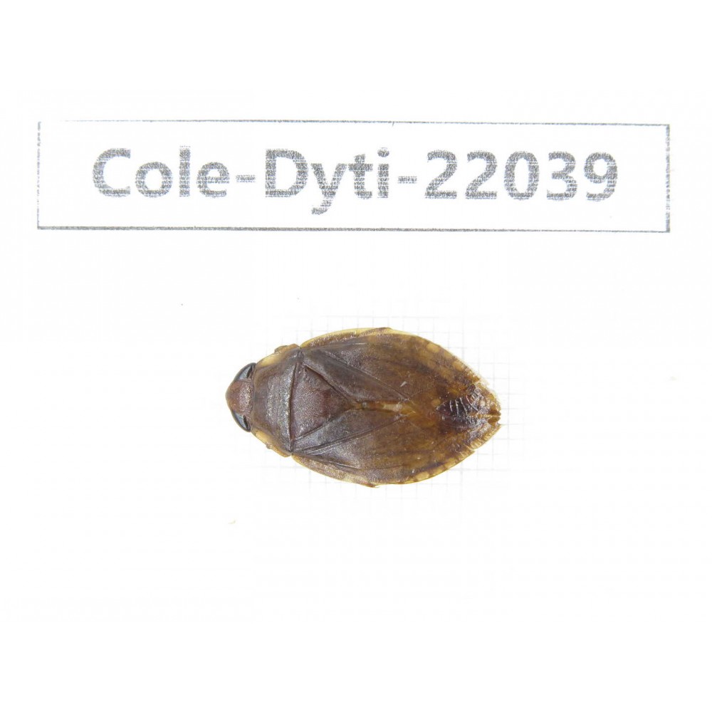 Dytiscidae sp. China, Guizhou, Bijie, Jinsha county. 1Pcs. Cole-Dyti-22039.