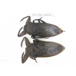 Dytiscidae sp. China, Guizhou, Qiandongnan, Congjiang county. 2Pcs. Cole-Dyti-22056.