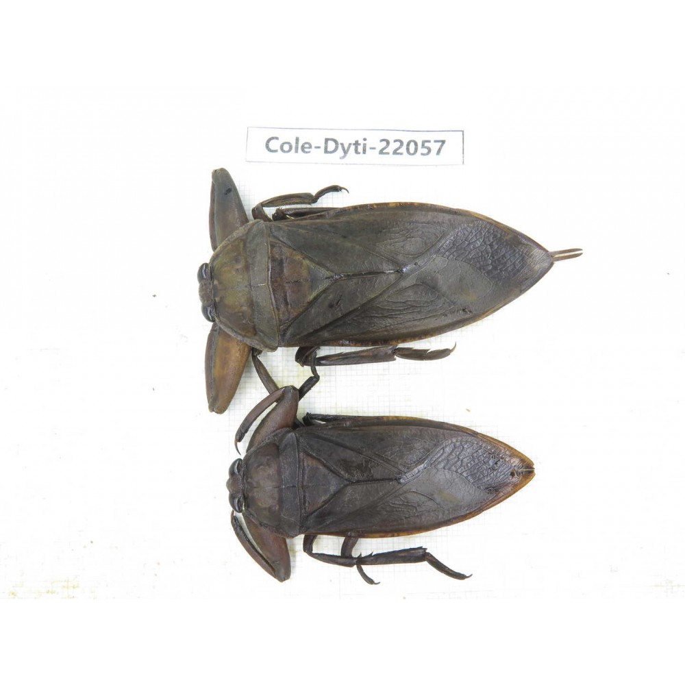 Dytiscidae sp. China, Guizhou, Qiandongnan, Congjiang county. 2Pcs. Cole-Dyti-22057.