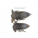 Dytiscidae sp. China, Guizhou, Qiandongnan, Congjiang county. 2Pcs. Cole-Dyti-22057.