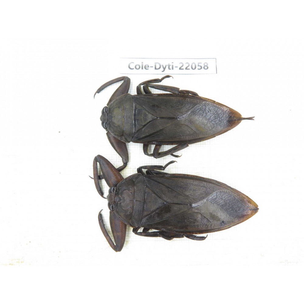 Dytiscidae sp. China, Guizhou, Qiandongnan, Congjiang county. 2Pcs. Cole-Dyti-22058.