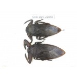 Dytiscidae sp. China, Guizhou, Qiandongnan, Congjiang county. 2Pcs. Cole-Dyti-22058.