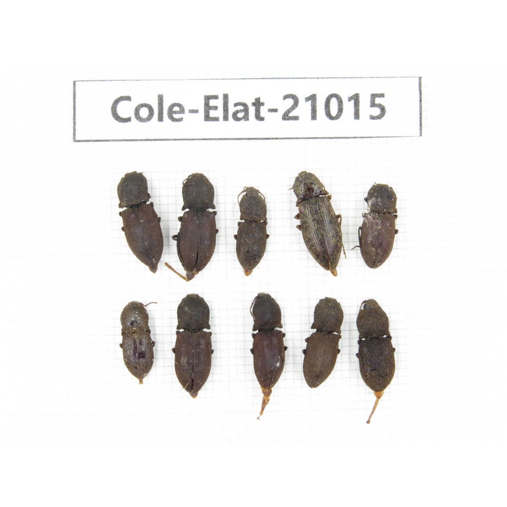 Elateridae sp. China,  Tibet, Linzhi, Bomi county. 10Pcs. Cole-Elat-21015.