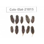 Elateridae sp. China,  Tibet, Linzhi, Bomi county. 10Pcs. Cole-Elat-21015.