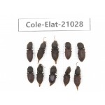 Elateridae sp. China,  Tibet, Linzhi, Bomi county. 10Pcs. Cole-Elat-21028.