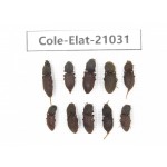 Elateridae sp. China,  Tibet, Linzhi, Bomi county. 10Pcs. Cole-Elat-21031.