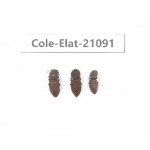 Elateridae sp. China,  Tibet, Linzhi, Bomi county. 3Pcs. Cole-Elat-21091.