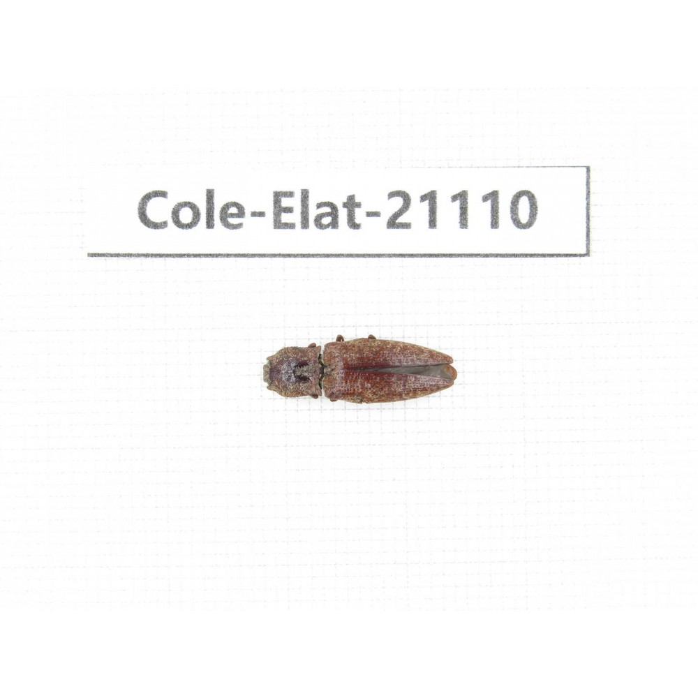Elateridae sp. China,  Tibet, Linzhi, Bomi county. 1Pcs. Cole-Elat-21110.