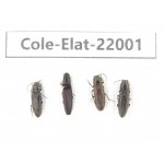 Elateridae sp. China,  Tibet, Linzhi, Bomi county. 4Pcs. Cole-Elat-22001.