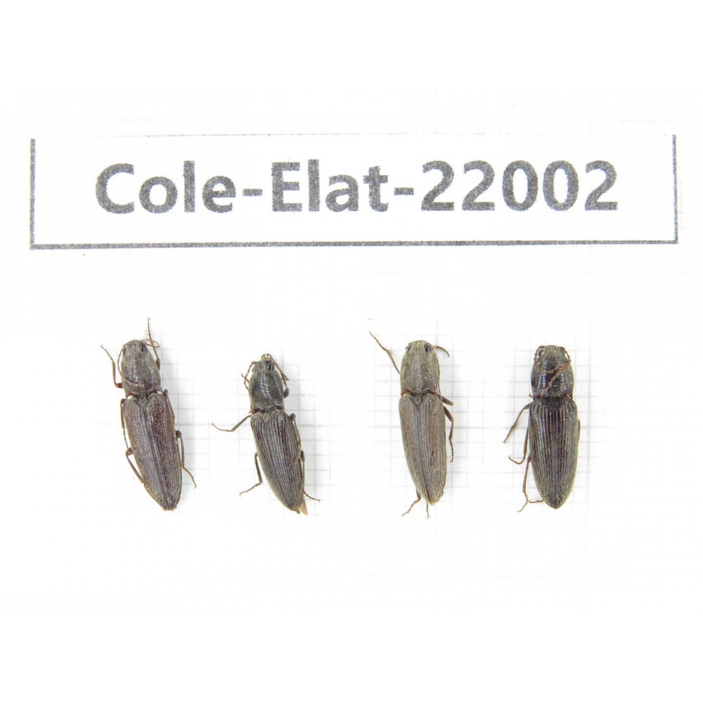Elateridae sp. China,  Tibet, Linzhi, Bomi county. 4Pcs. Cole-Elat-22002.