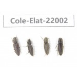 Elateridae sp. China,  Tibet, Linzhi, Bomi county. 4Pcs. Cole-Elat-22002.