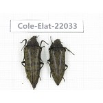 Elateridae sp. China, Yunnan, Nujiang, Fugong county. 2Pcs. Cole-Elat-22033.