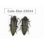 Elateridae sp. China, Yunnan, Nujiang, Fugong county. 2Pcs. Cole-Elat-22034.