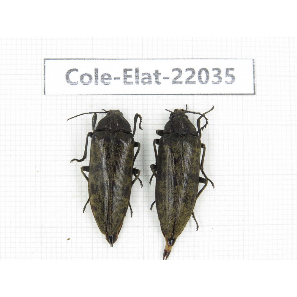 Elateridae sp. China, Yunnan, Nujiang, Fugong county. 2Pcs. Cole-Elat-22035.