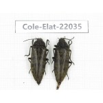 Elateridae sp. China, Yunnan, Nujiang, Fugong county. 2Pcs. Cole-Elat-22035.