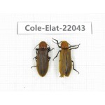 Elateridae sp. China, Yunnan, Nujiang, N of Mt.Biluoxueshan. 2Pcs. Cole-Elat-22043.