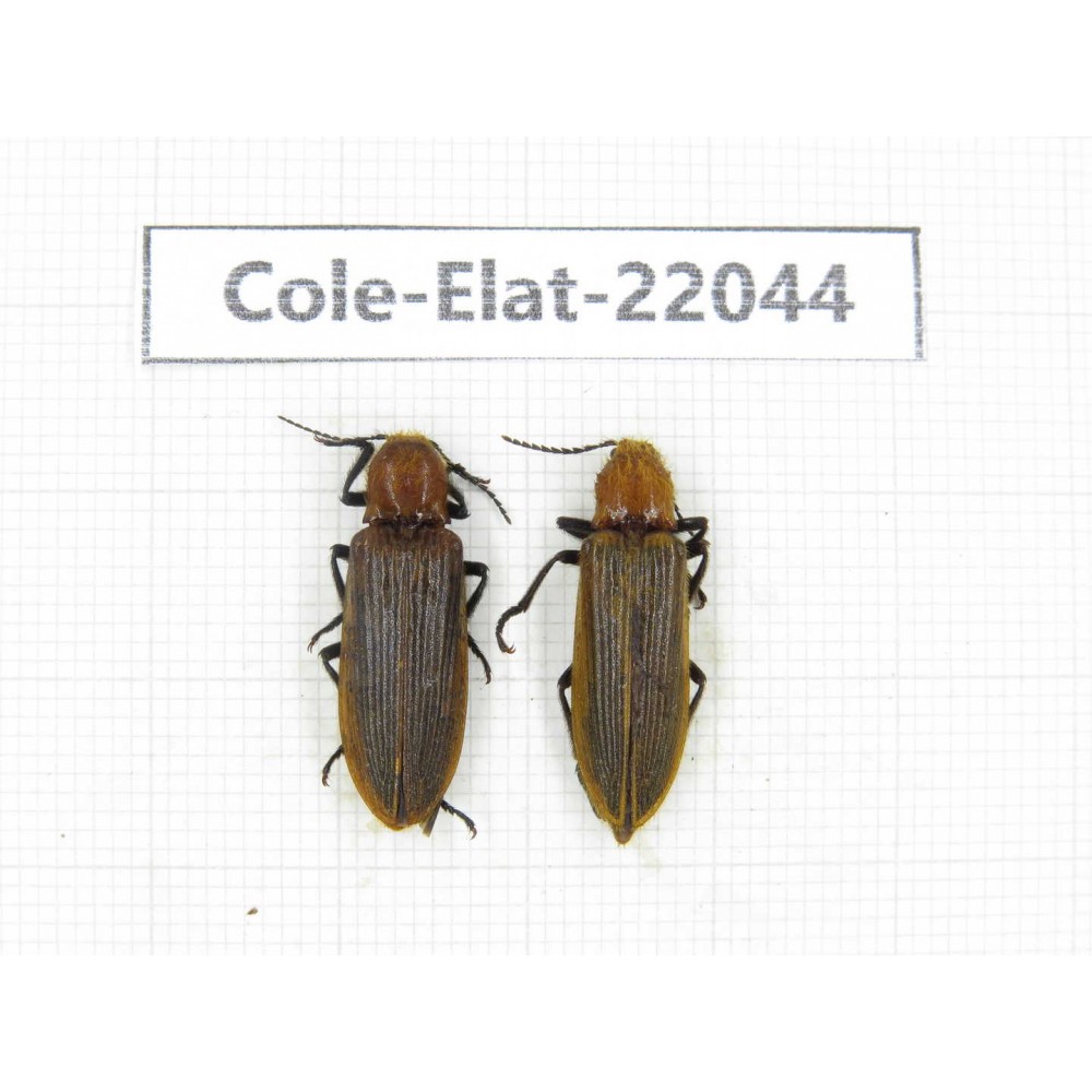 Elateridae sp. China, Yunnan, Nujiang, N of Mt.Biluoxueshan. 2Pcs. Cole-Elat-22044.