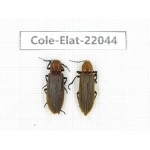 Elateridae sp. China, Yunnan, Nujiang, N of Mt.Biluoxueshan. 2Pcs. Cole-Elat-22044.
