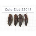 Elateridae sp. China, Yunnan, Nujiang, N of Mt.Biluoxueshan. 4Pcs. Cole-Elat-22048.