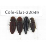 Elateridae sp. China, Yunnan, Nujiang, N of Mt.Biluoxueshan. 4Pcs. Cole-Elat-22049.