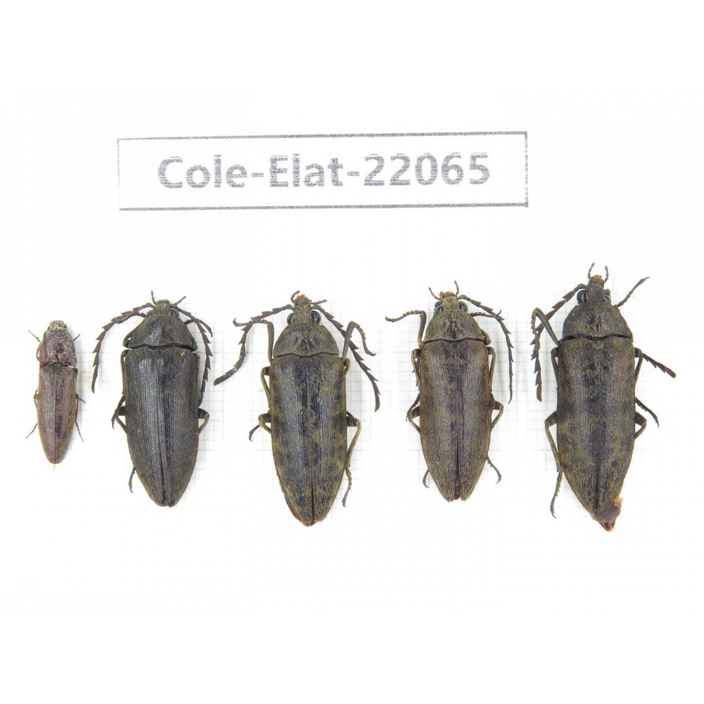 Elateridae sp. China, Guizhou, Qiandongnan, Rongjiang county. 5Pcs. Cole-Elat-22065.